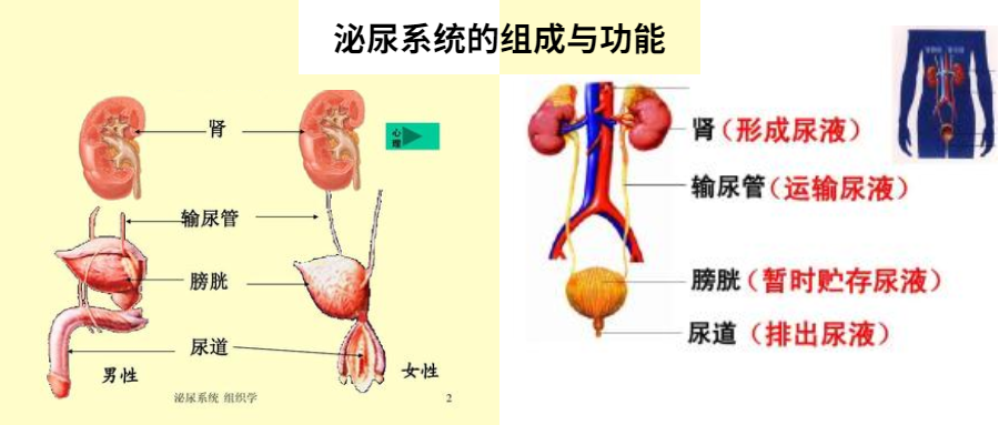 泌尿外科,四川省泌尿外科医院