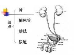 老是搞不清啥子时候挂泌尿外科？收下这份科普你就是挂号专家！