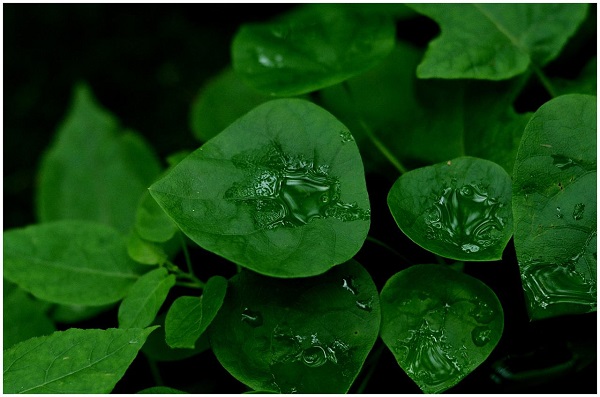 夏至梅雨，等待入伏