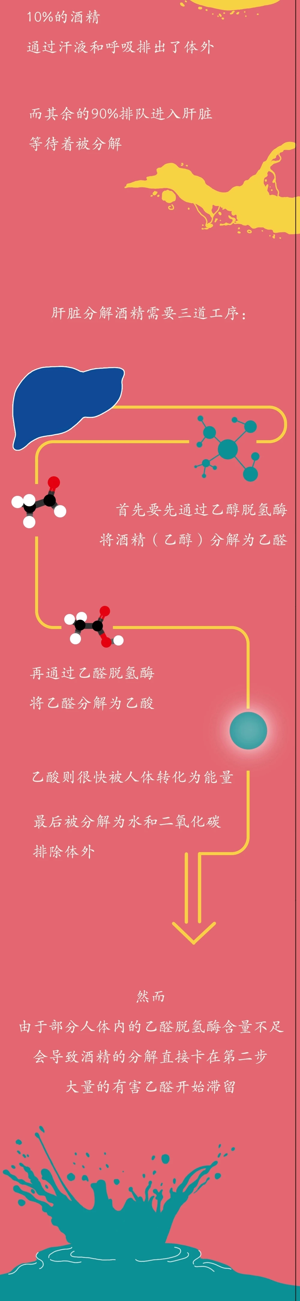 一图看懂酒精进入体内的24小时