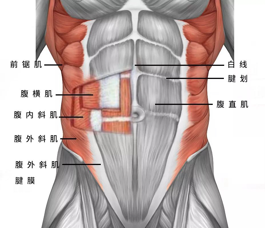 A4腰产后变“泳圈”？腹直肌分离又是啥？