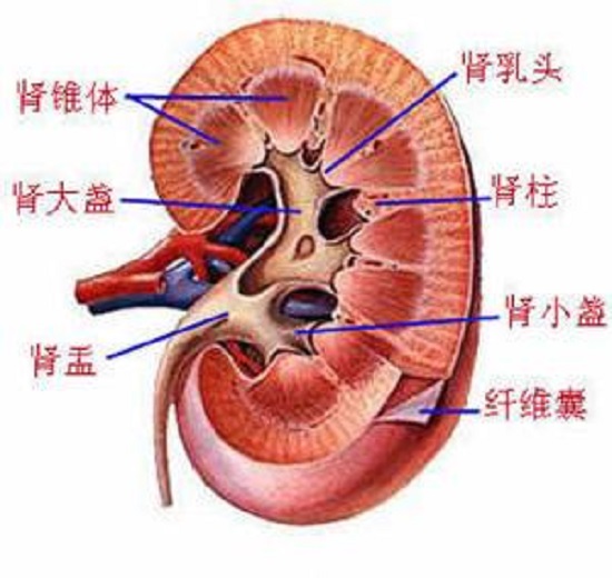 急性肾盂肾炎是什么？