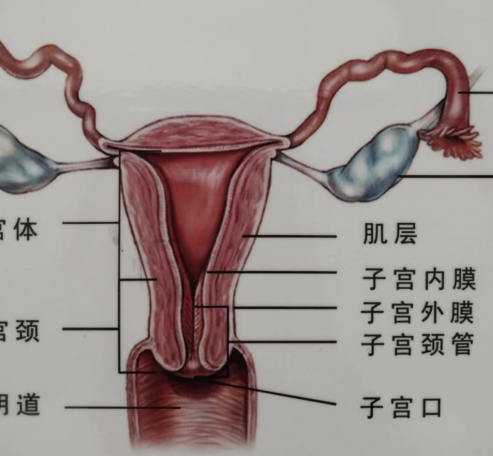 女人三十，月经量越来越少，怎样让量恢复正常？