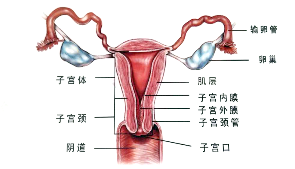 女人三十，月经量越来越少，怎样让量恢复正常？