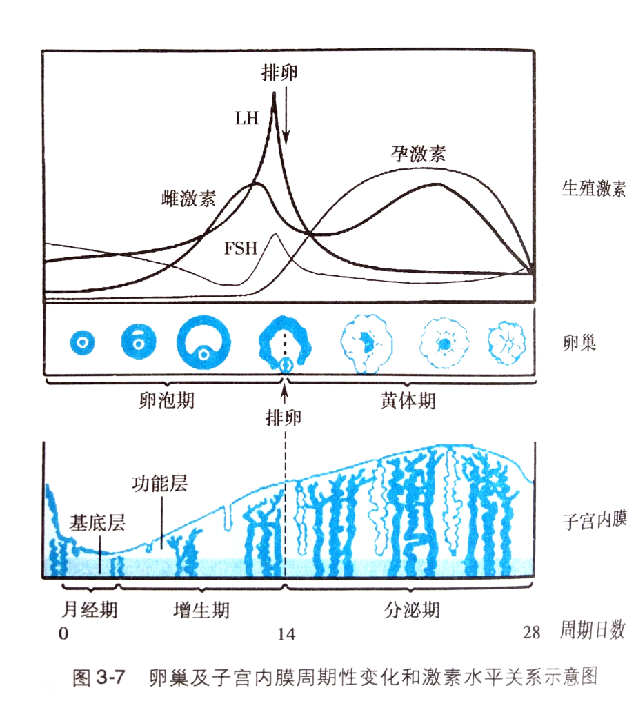 女人三十，月经量越来越少，怎样让量恢复正常？