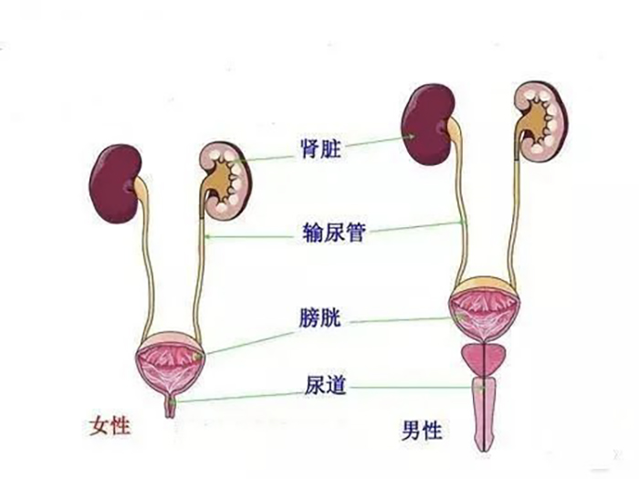 男性和女性膀胱的差异性